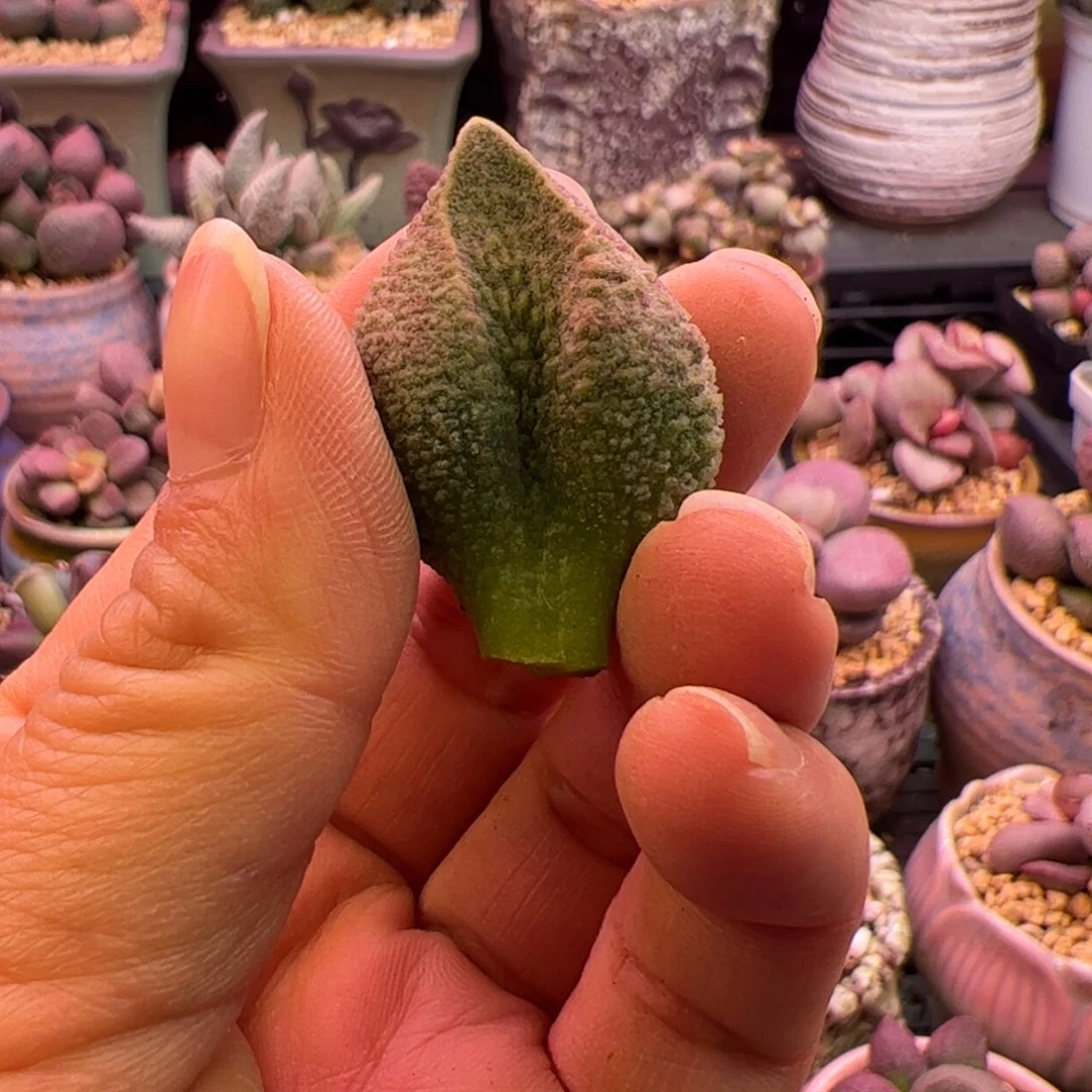 简***单杂交。