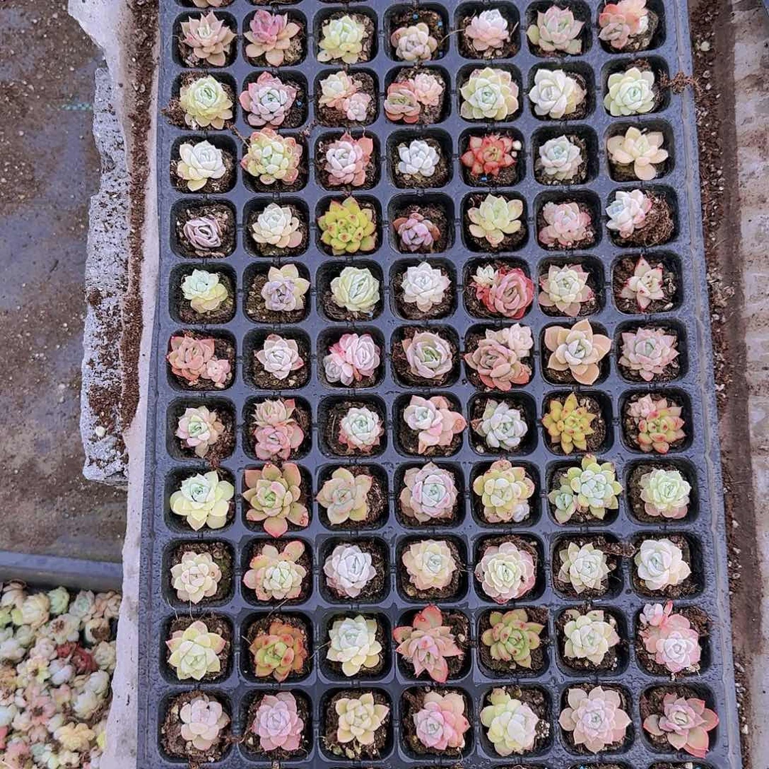 直播一物一拍多肉61