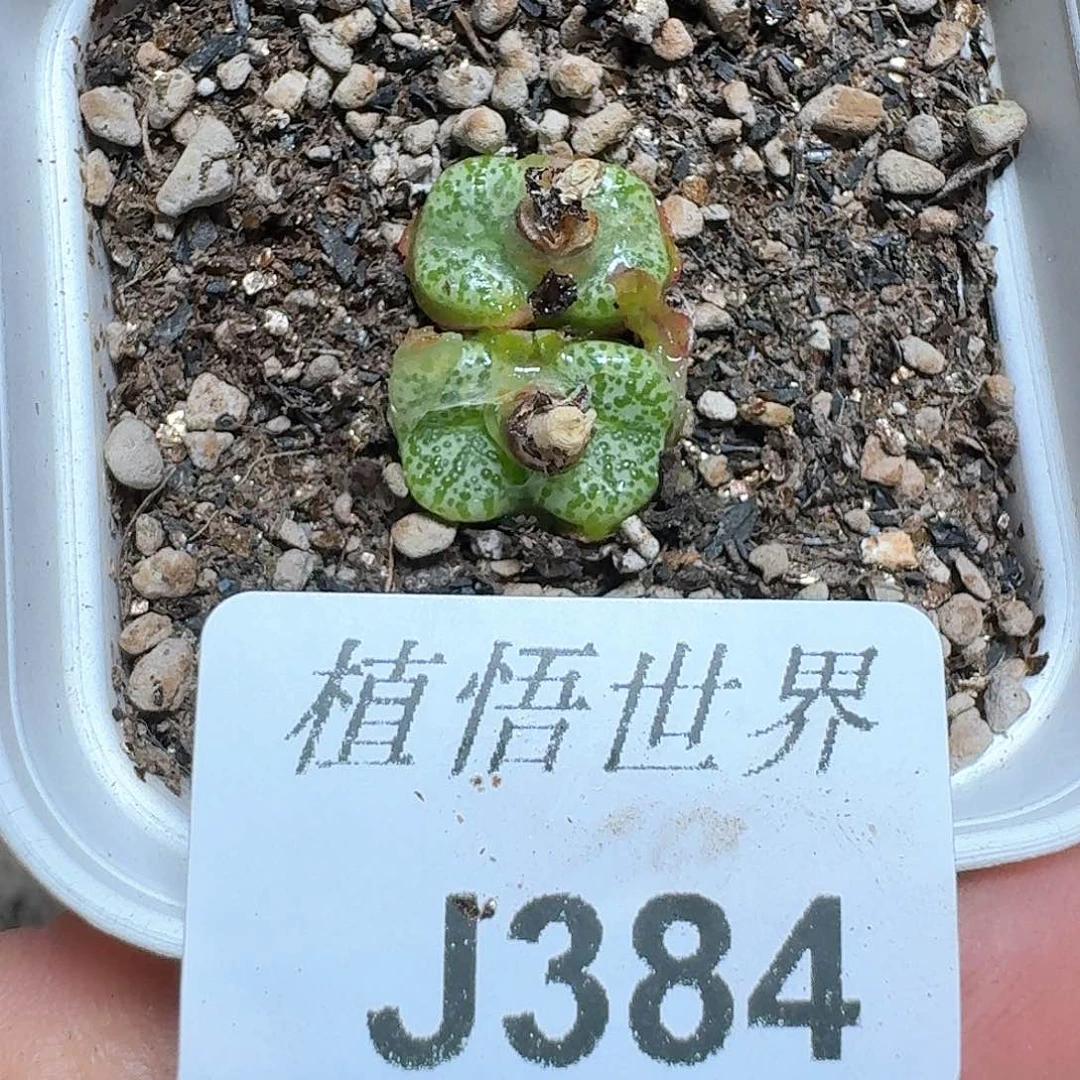 384号多肉植物哇f g