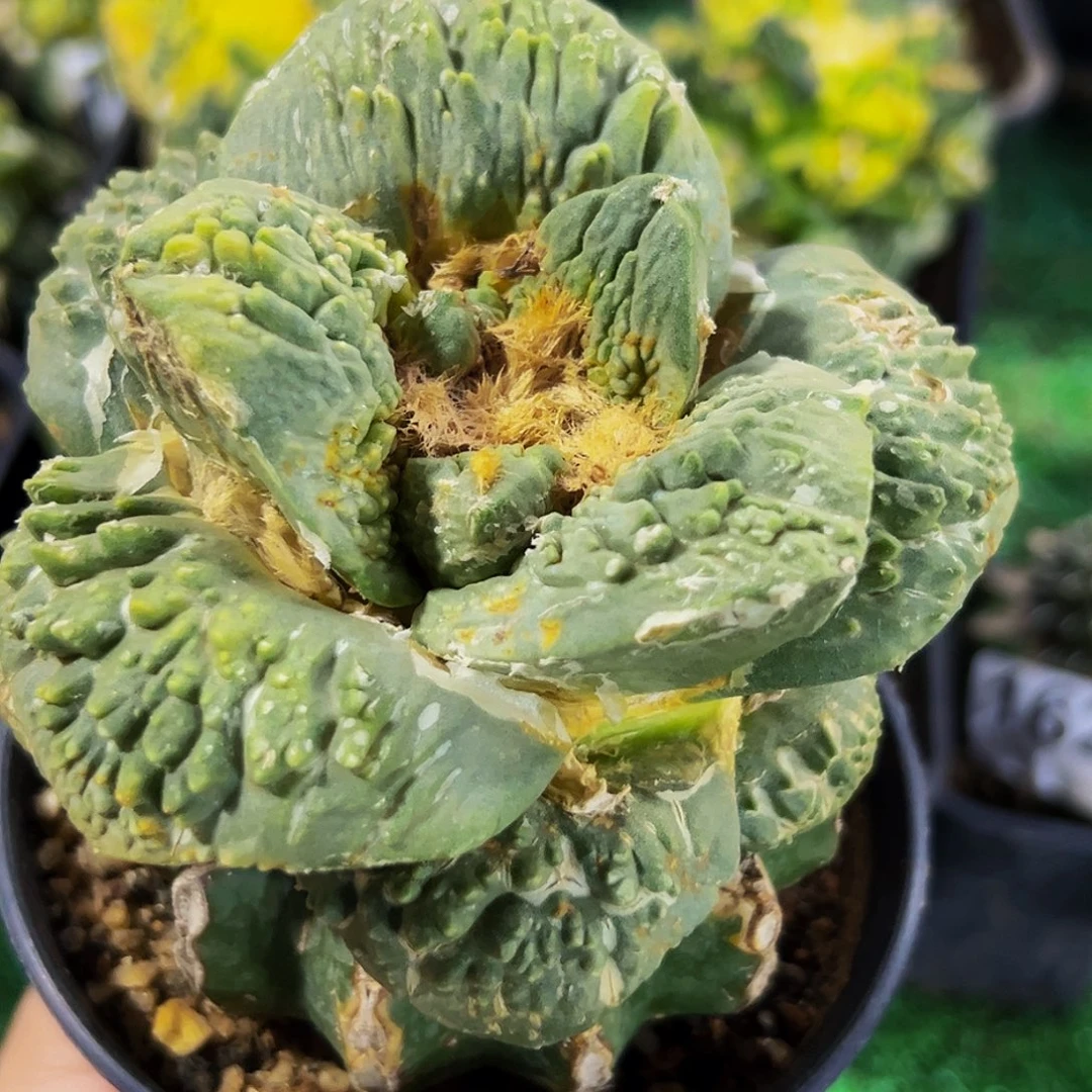 无花朵福利牛舌龟甲牡丹595微瑕疵