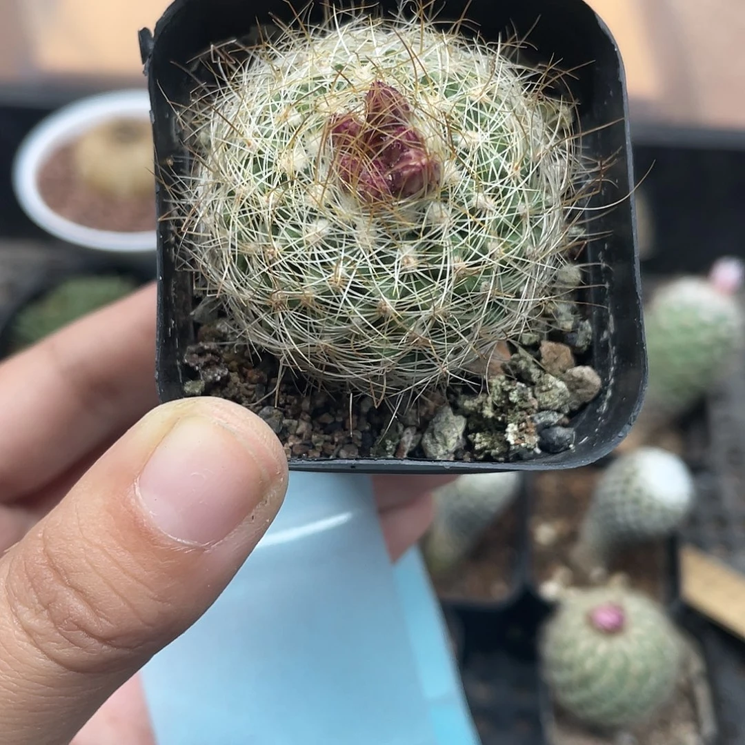 600内里纱娇丽仙人球