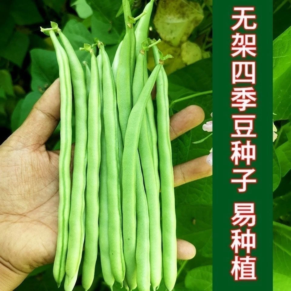 无架四季豆种子无筋豆种籽不用搭架春秋耐热耐寒菜籽