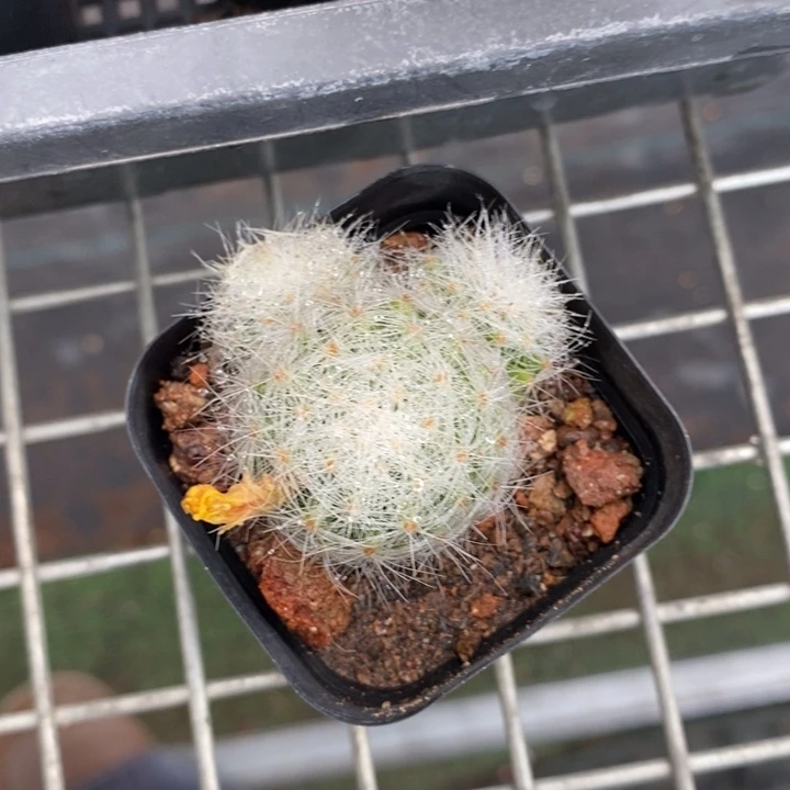 伯克利和格蕾纳等著名