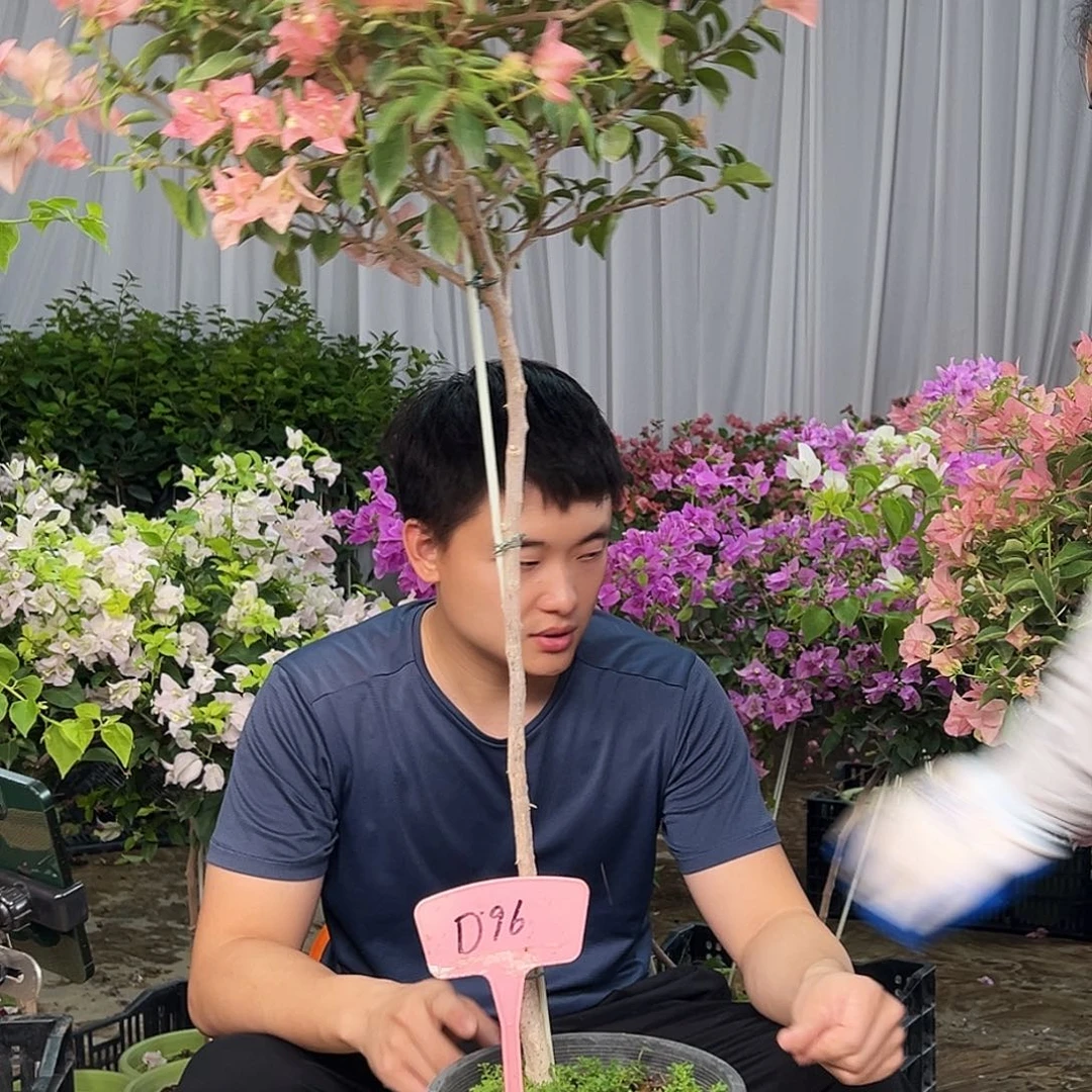 Z***～大部分花苞少量开放D96卡亚塔