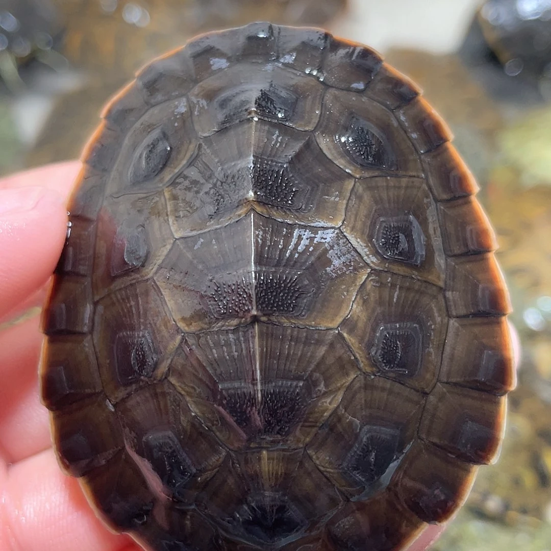 宠物龟不分公母6.7