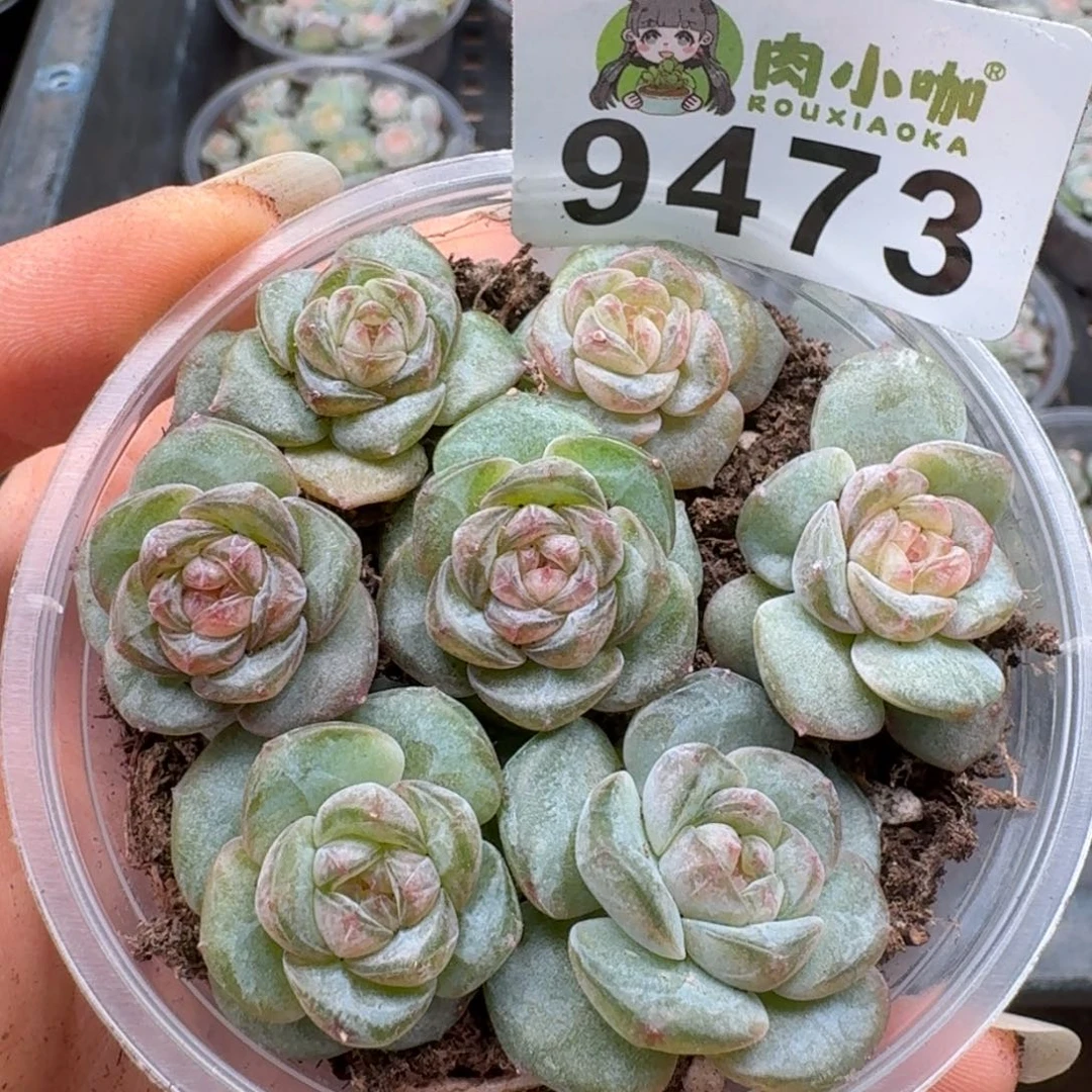 多肉植物多肉植物