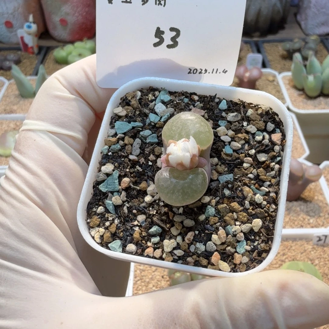 *****多肉多肉多肉11.4-053 磁铁1788