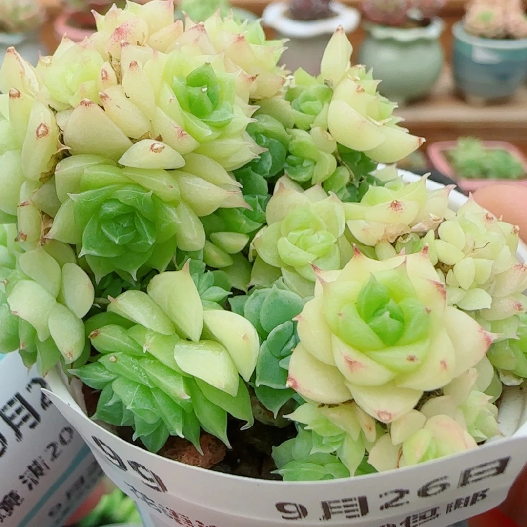 花语逸镜0926-99散