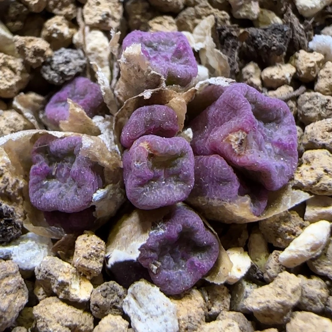 8.15。   方碗。    9062有干疤