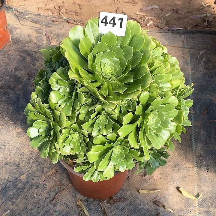 法师植物一物一拍，