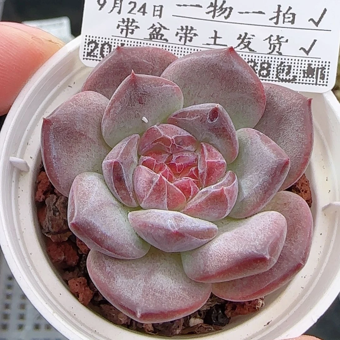 多肉0924--305琥珀天使珍妮