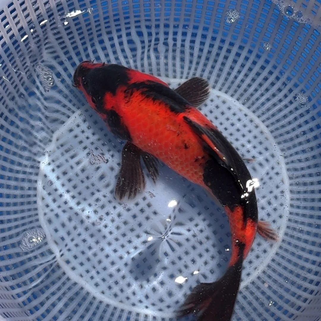 锦鲤精品甄选血统锦鲤