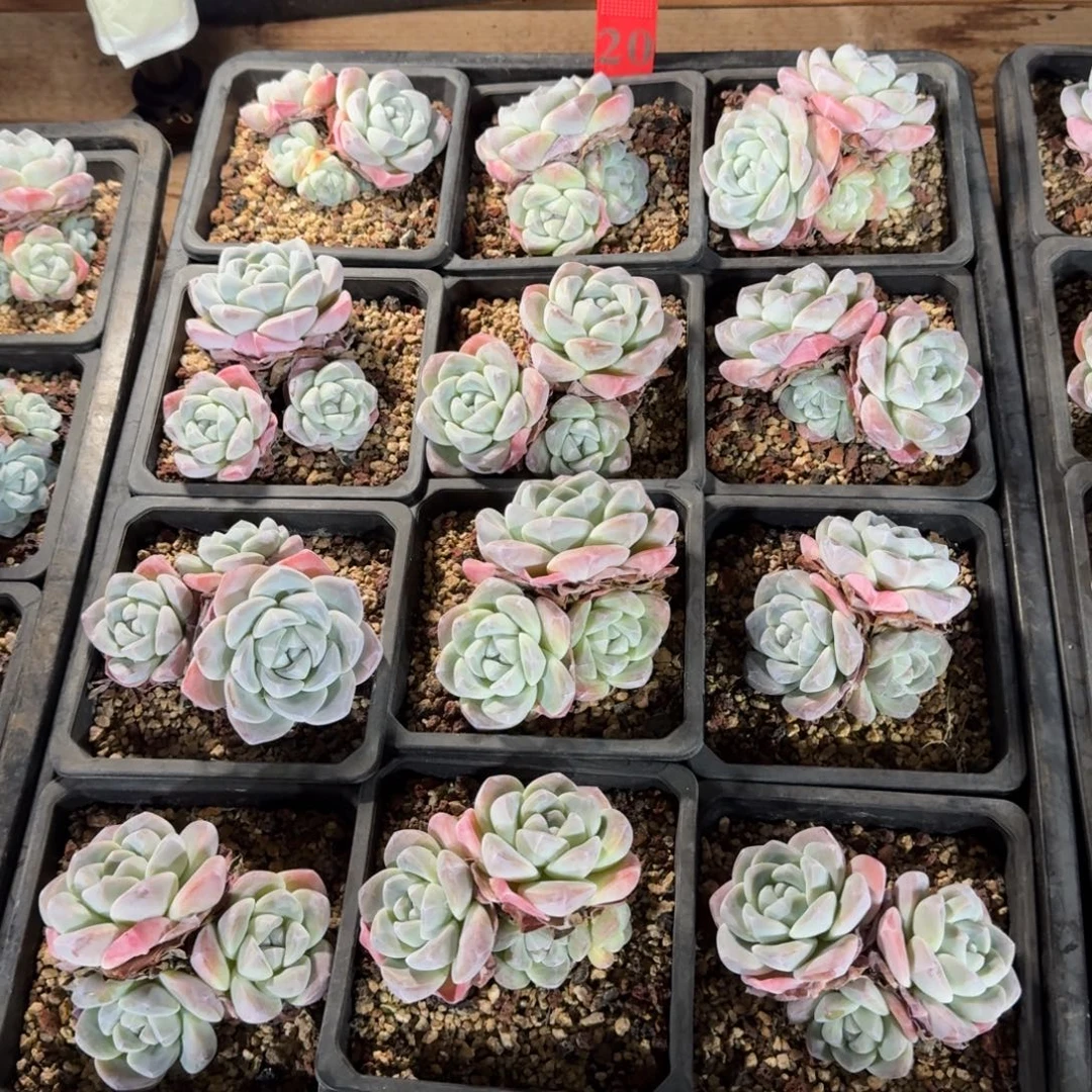 冰玉12颗脱土发不包整20