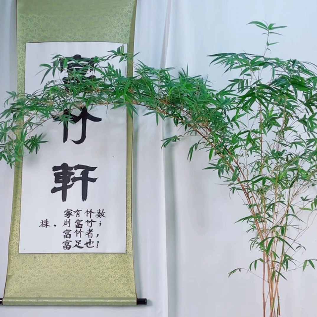 红观音竹盆栽鲜活绿植适合室内外书房庭院装饰