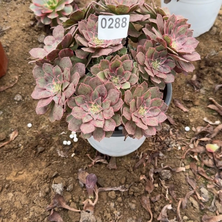 288 清棚处理不包断枝