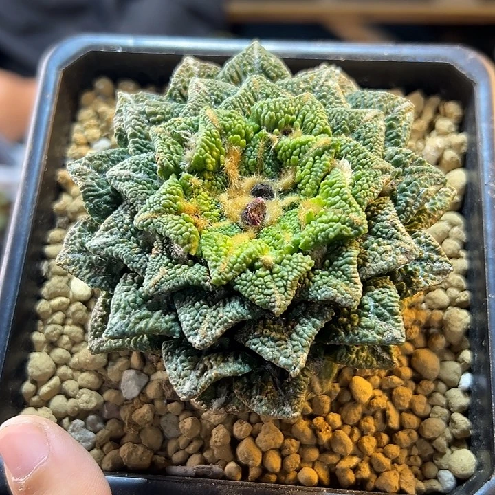 18号自根大尤黄体黑8.5公分