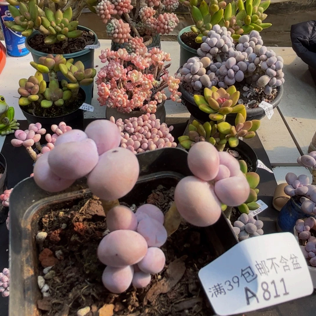 811橙奶5cm多肉植物