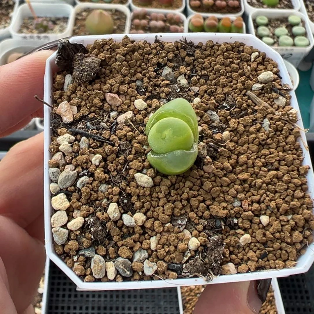 147拉登带盆土发货
