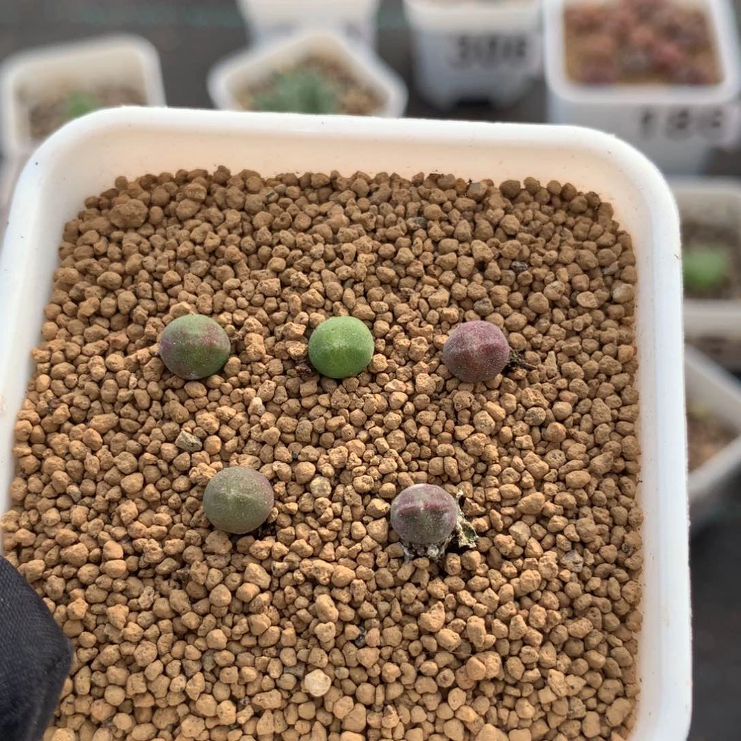 333大眼睛空蝉五颗