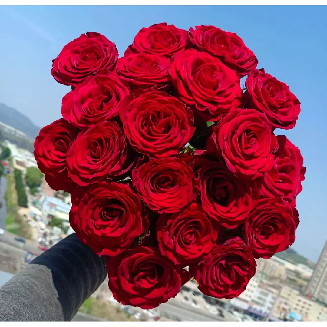 【高原红玫瑰】云南优选鲜切花昆明基地直发家用插花节日