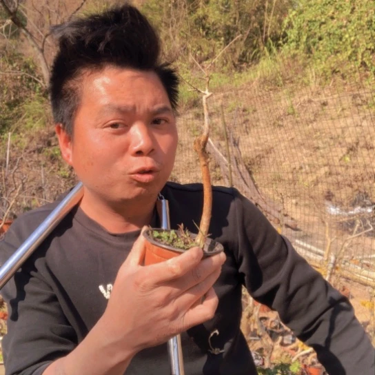 盆景素材盆栽绿植漂***子