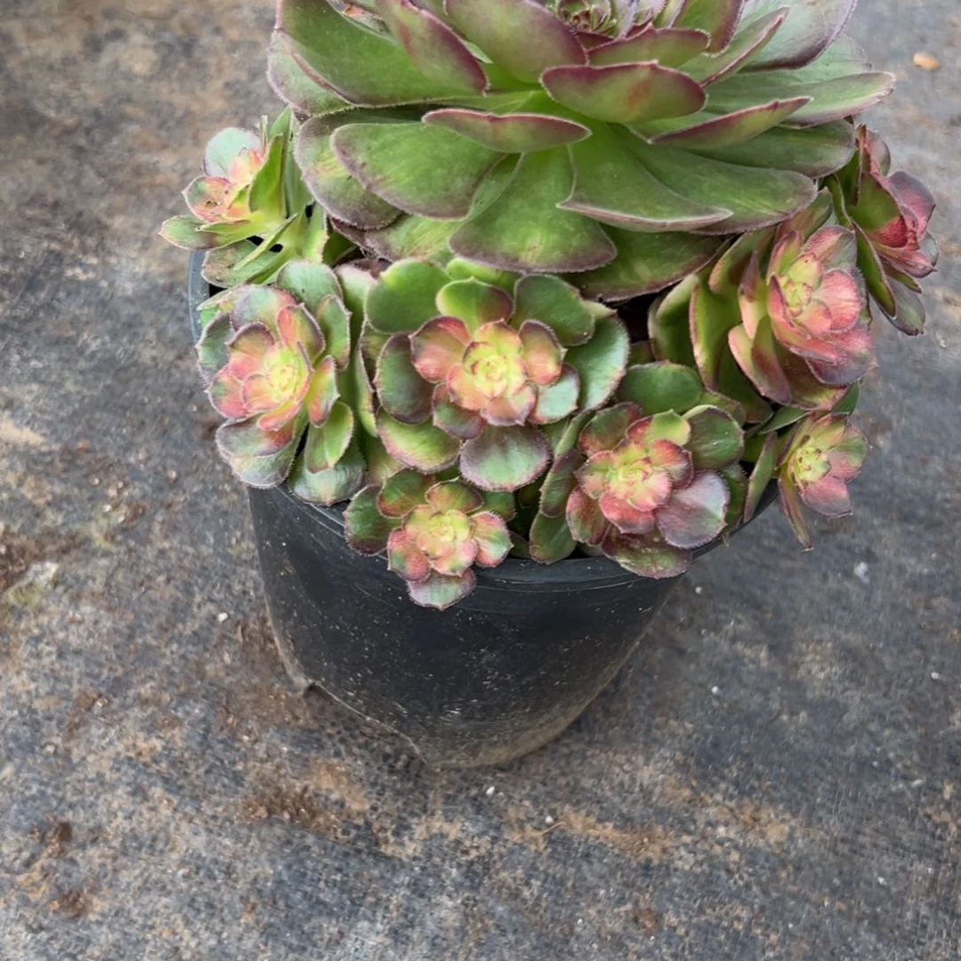 57海王七白多肉植物