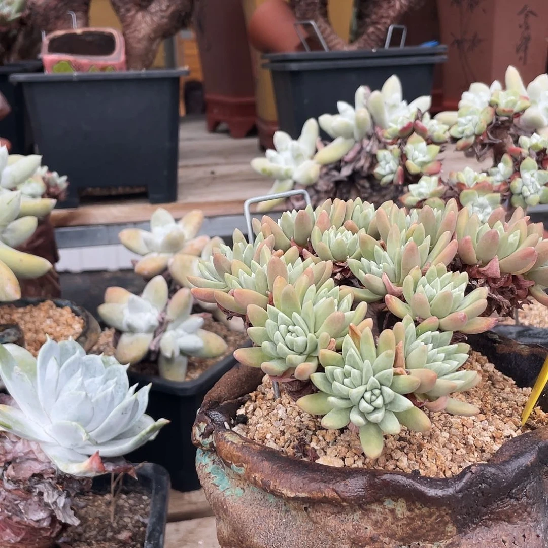 韩货格瑞内仙女杯