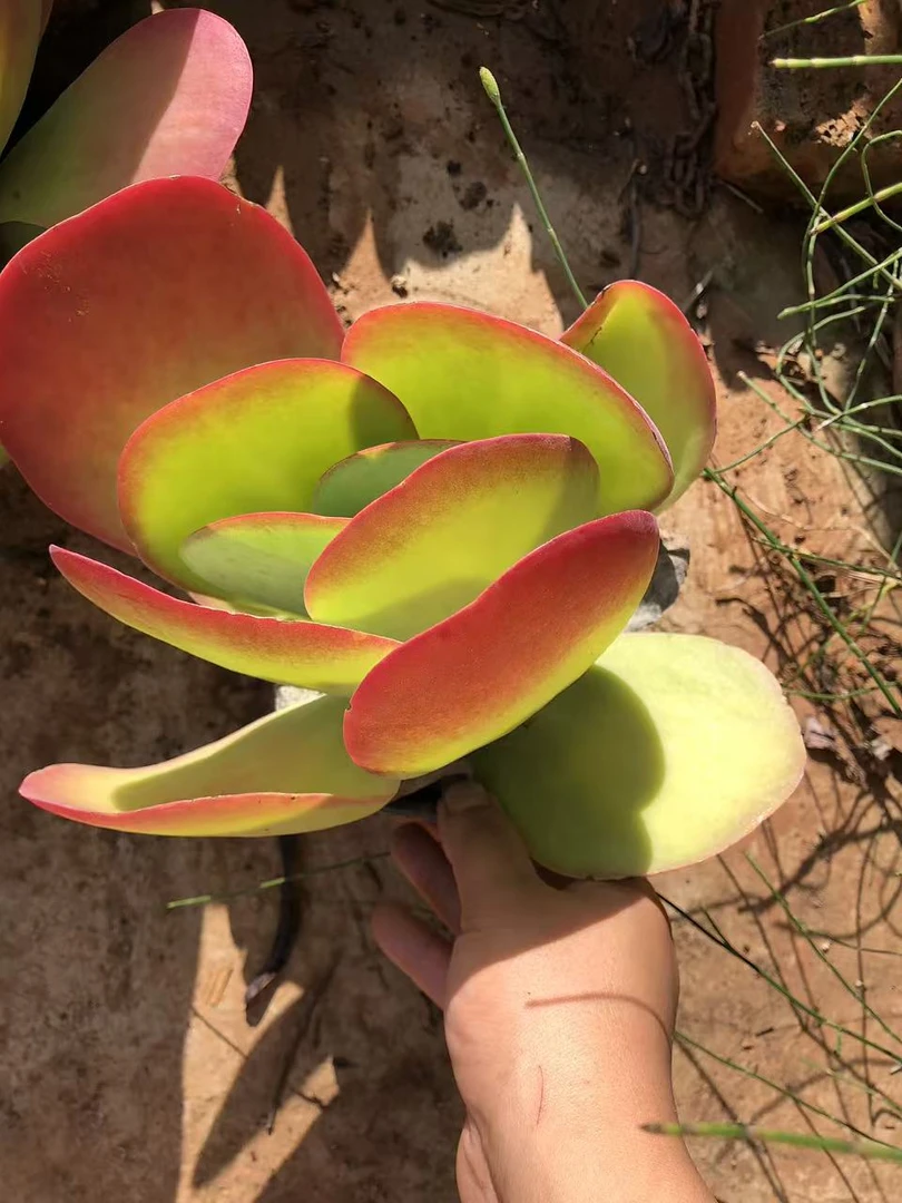 10月10日101-200云南大全多肉一物一拍直播满18包邮