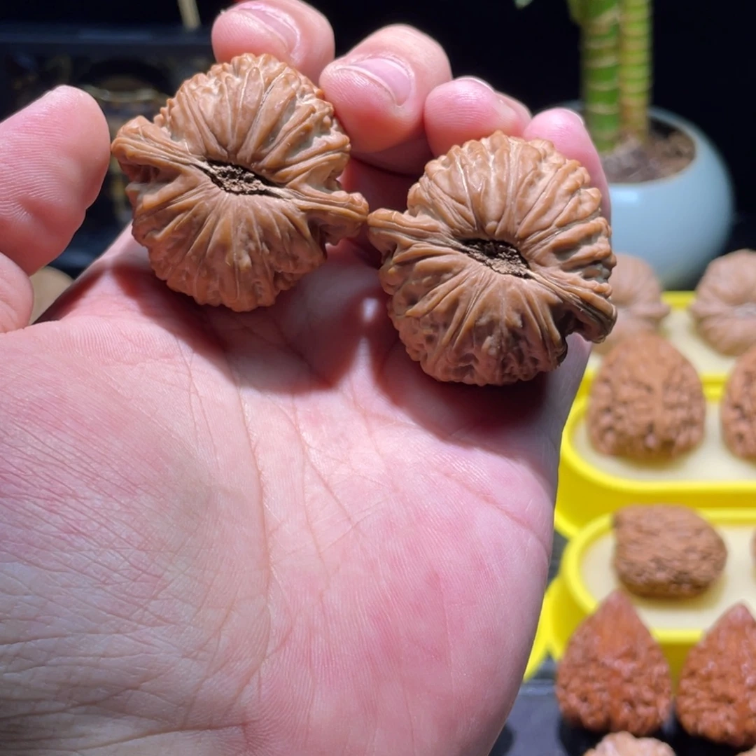文玩核桃把件43全品卡姿兰满肉红皮南瓜底白狮子
