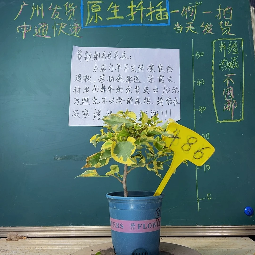 当前无花栽培后可以开花 福利 金边宫粉  486