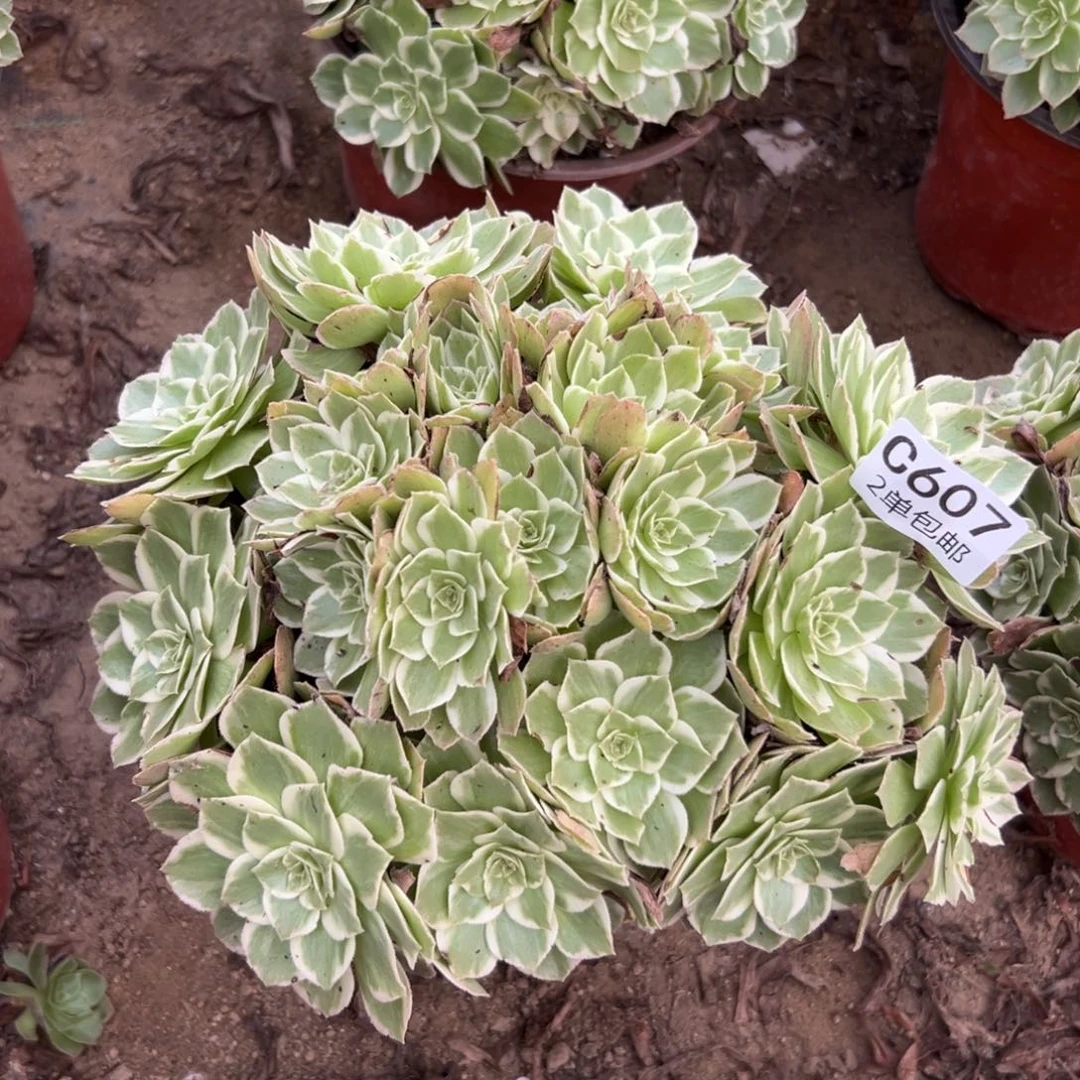 607多肉  水蜜桃 不包断头