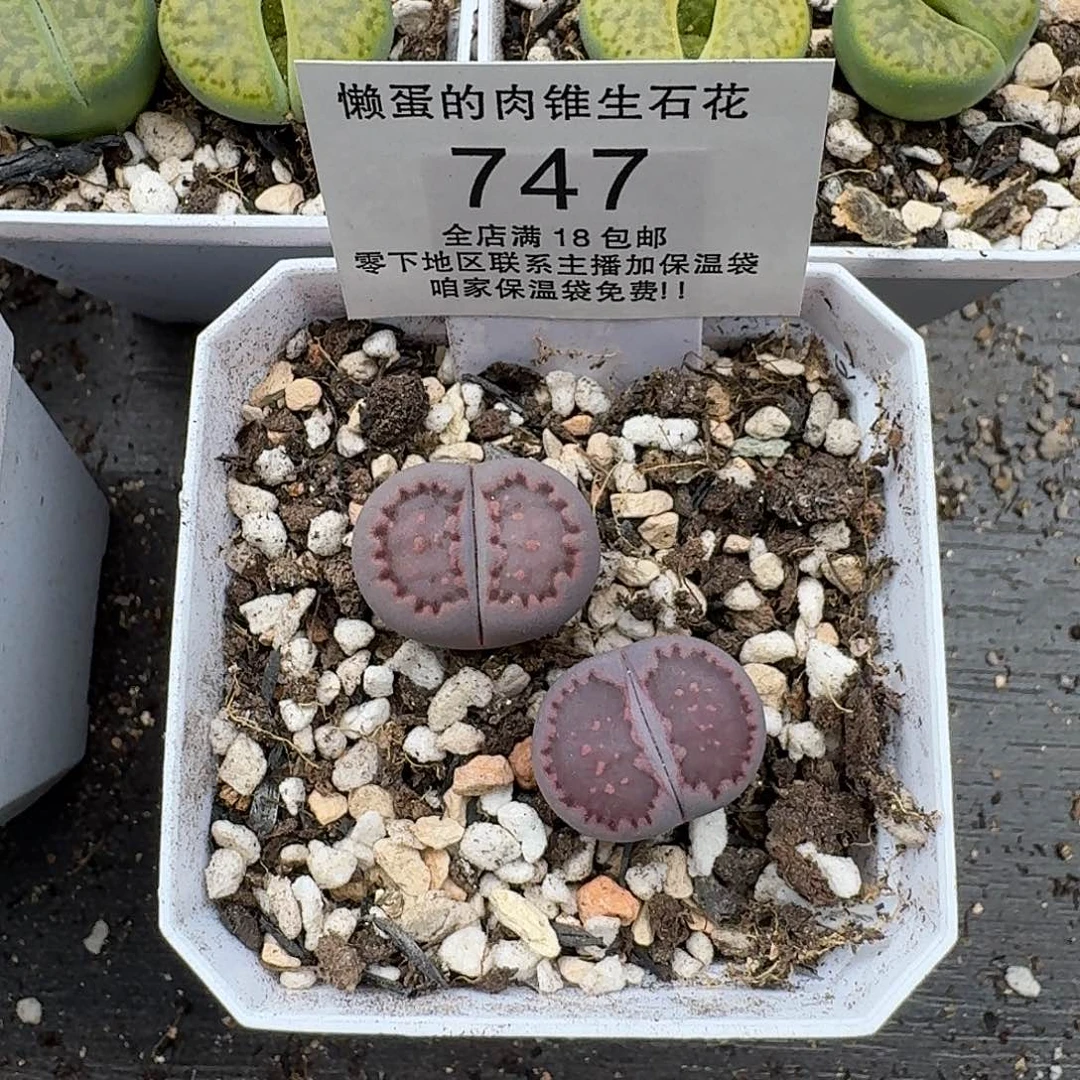 747 尺寸1.8cm左右满18包邮