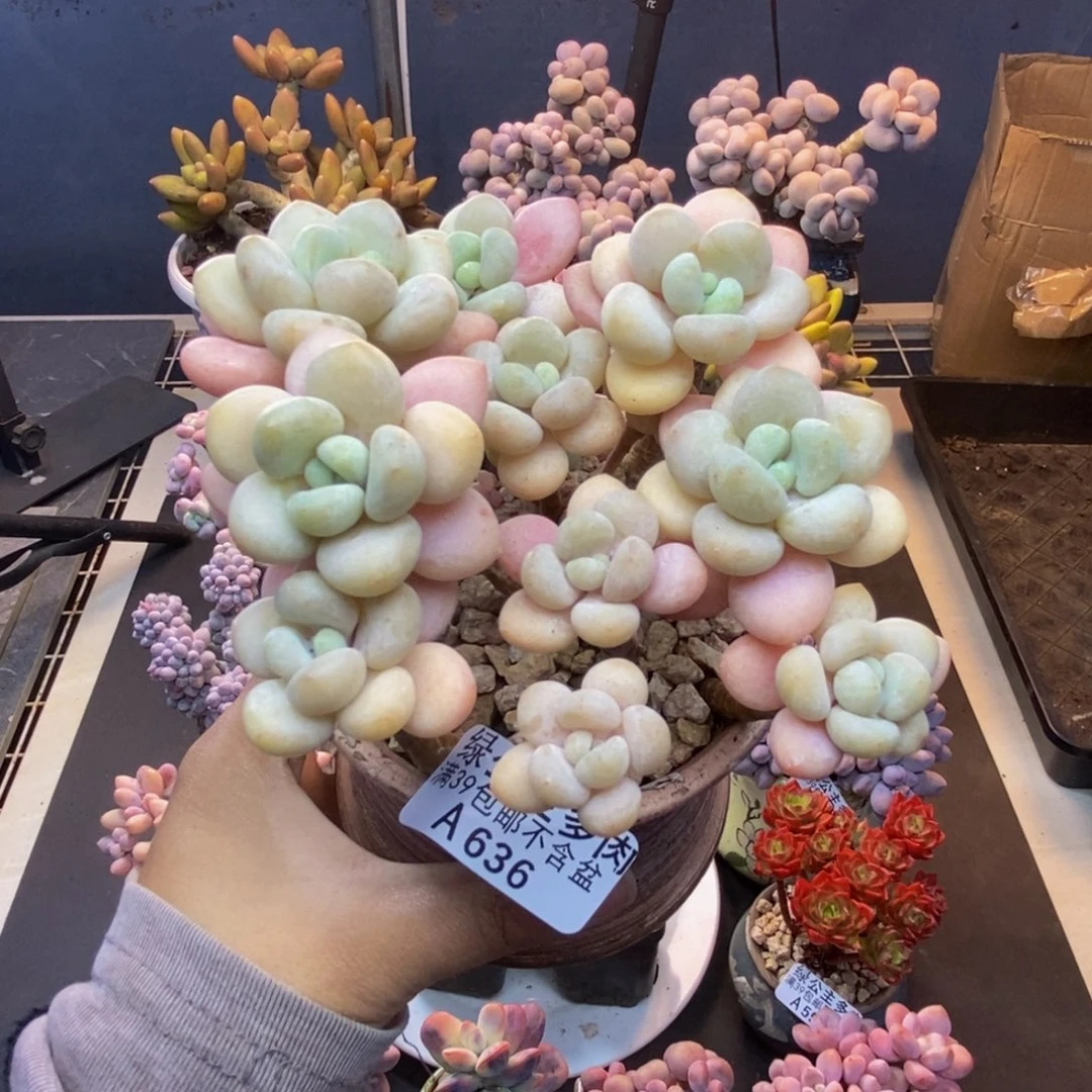 636白奶糖多肉9c m