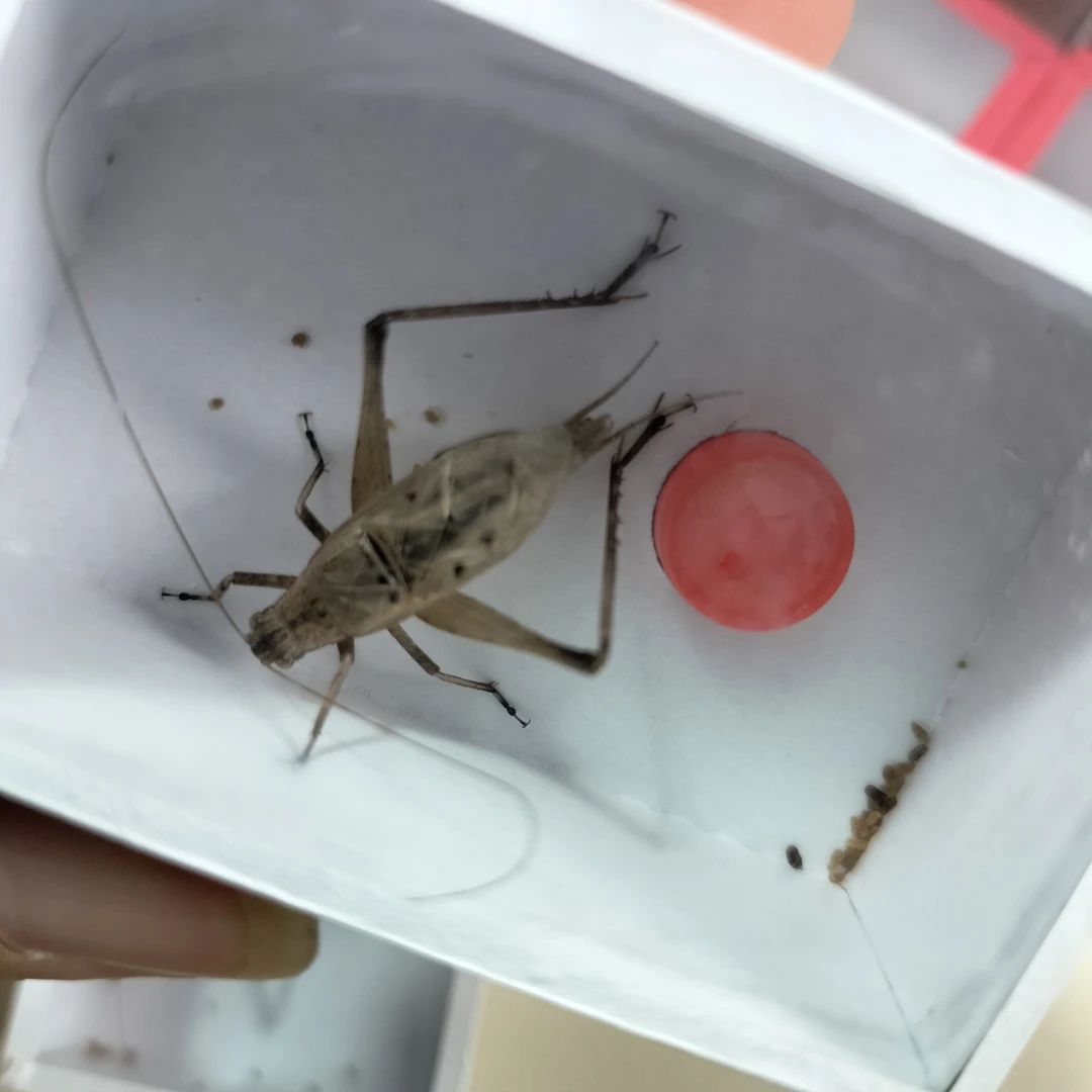 四火虫艺 野生宝塔蛉