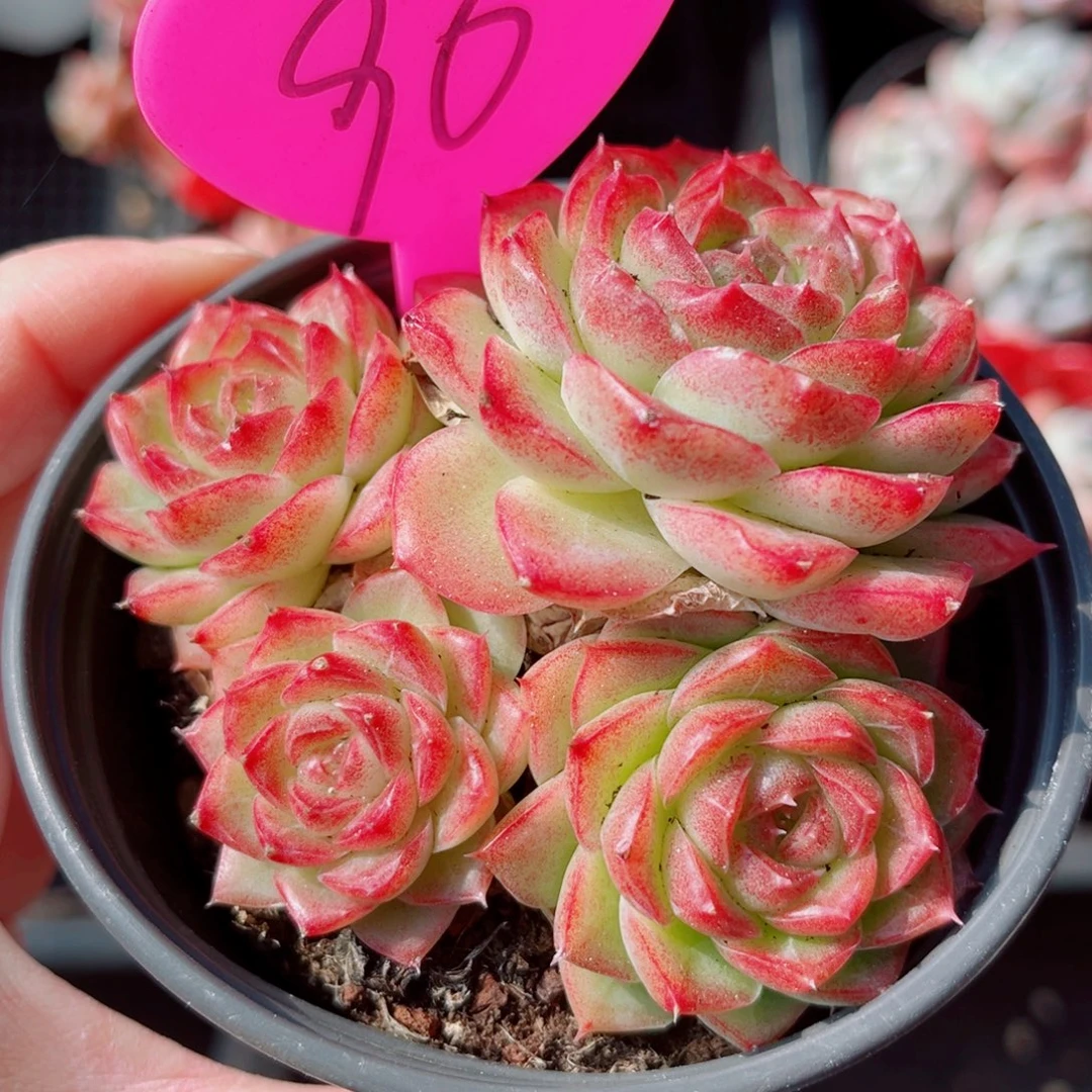 90号小老桩女王群