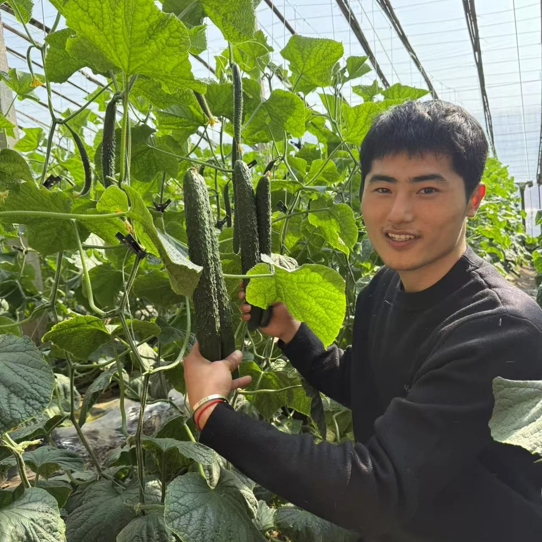 现摘黄瓜新鲜水果黄瓜批发小黄瓜生吃蔬菜大全新鲜蔬菜包邮