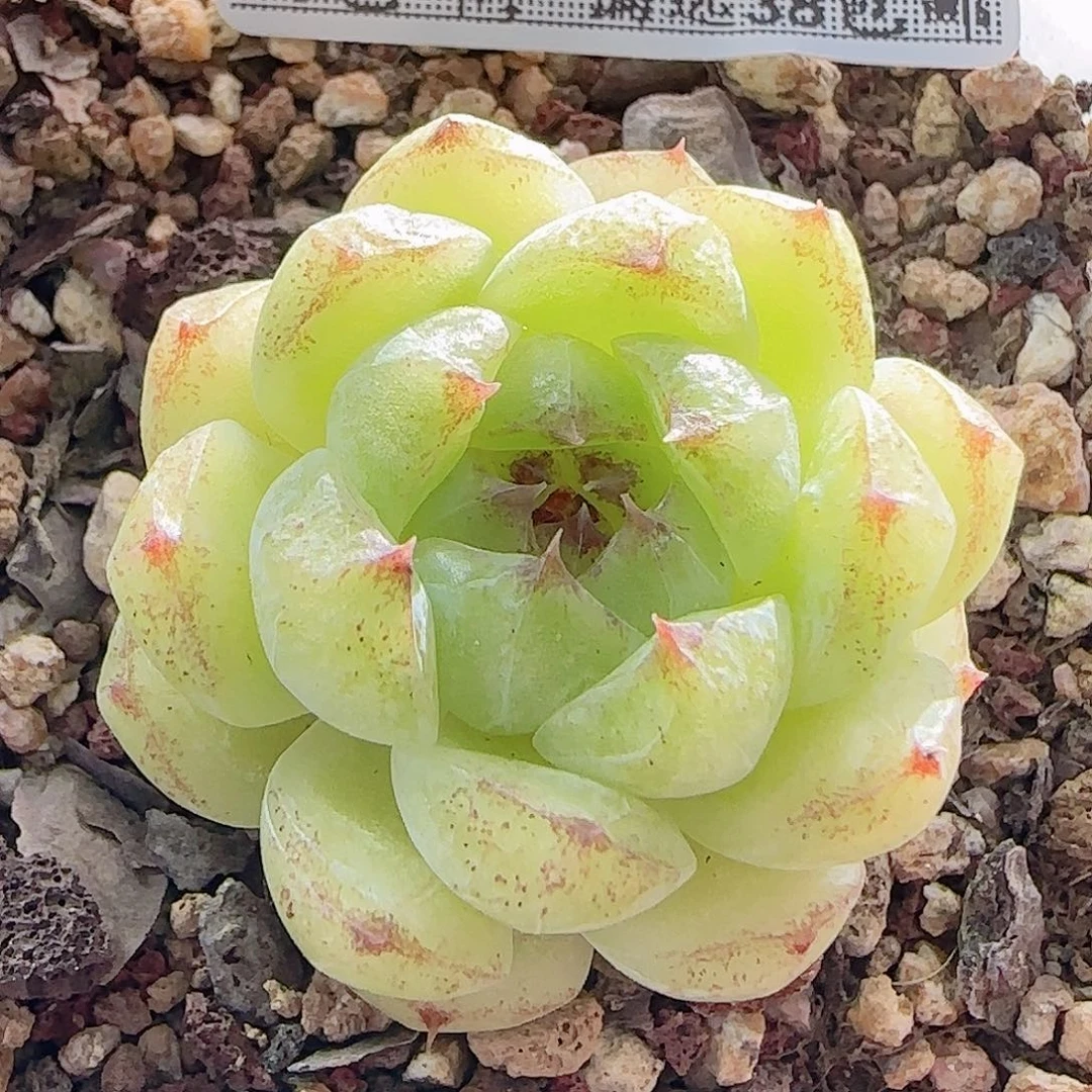 多肉0921--111黑水晶