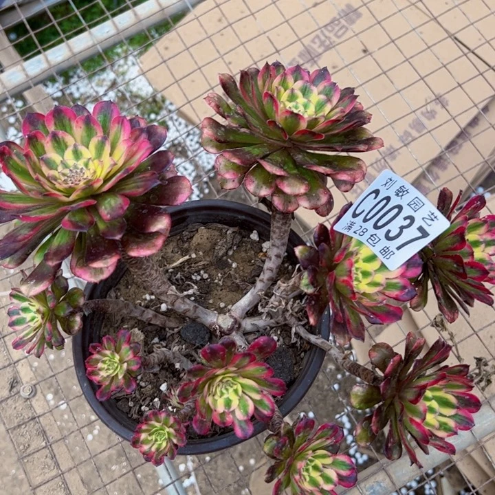 维纳斯多肉植物法师0037