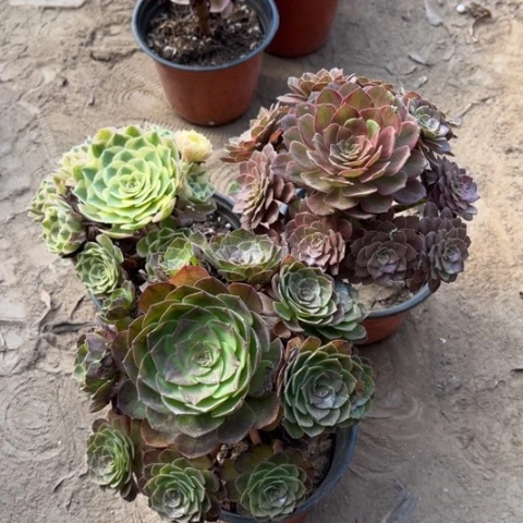 852多肉植物组合，