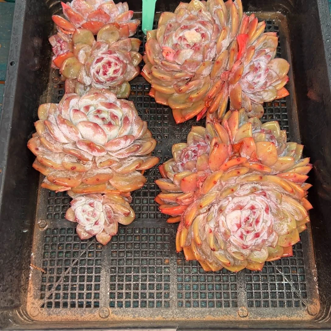 从前慢多肉精选编号0119.278