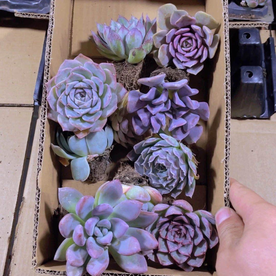 十颗多肉不重合5-7cm