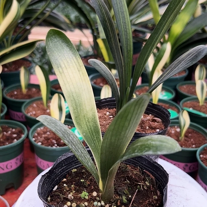 当前无花朵，栽培后可花朵雄*