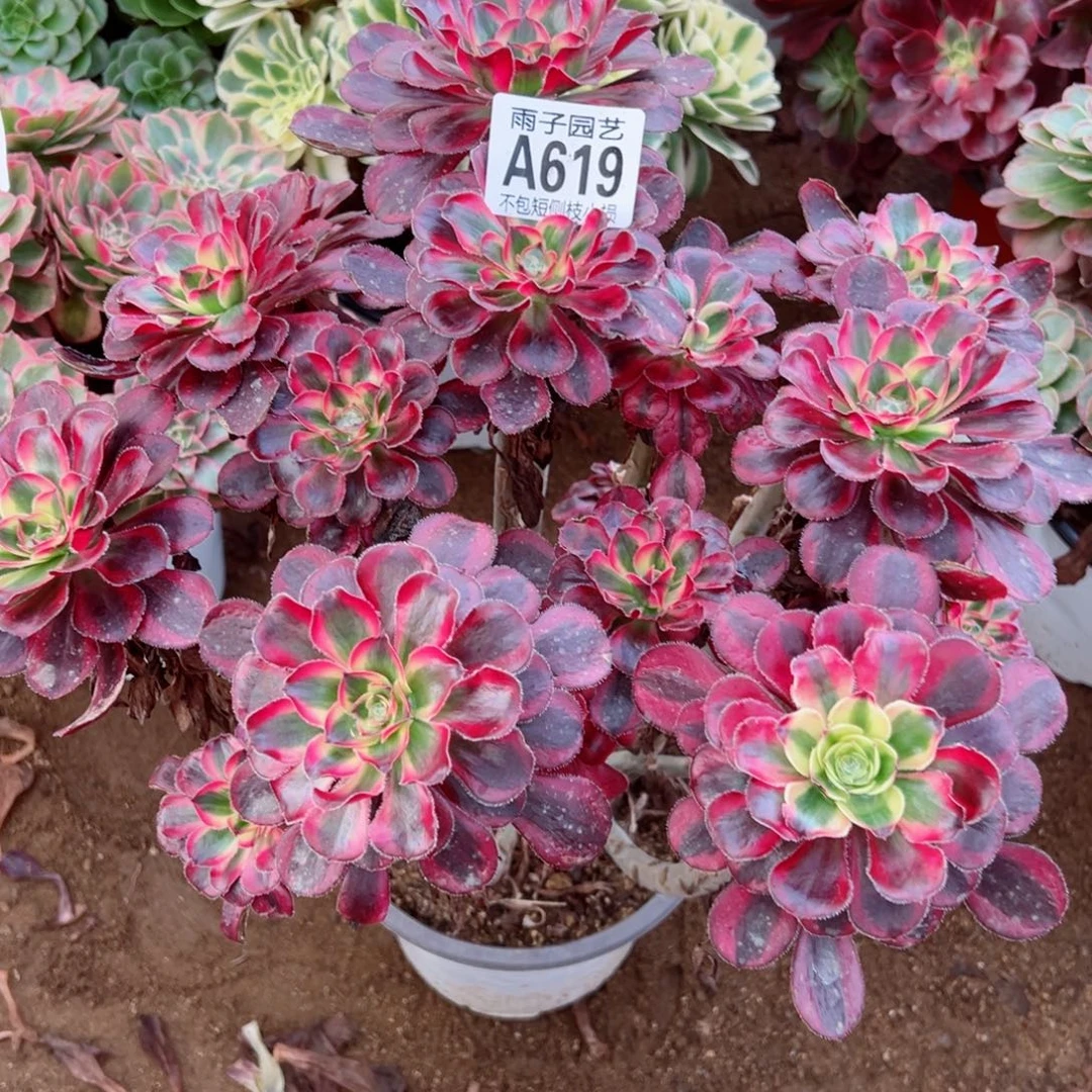 619丽娜尺寸28左右