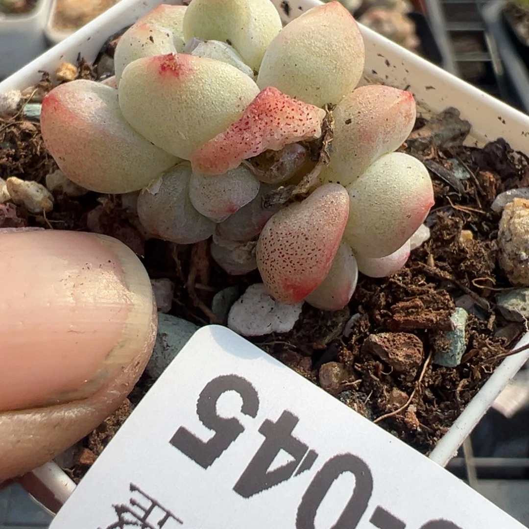 小卡拉米糖心一物一拍5-45