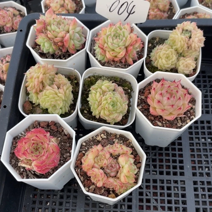 不包整散 盆子不售后004