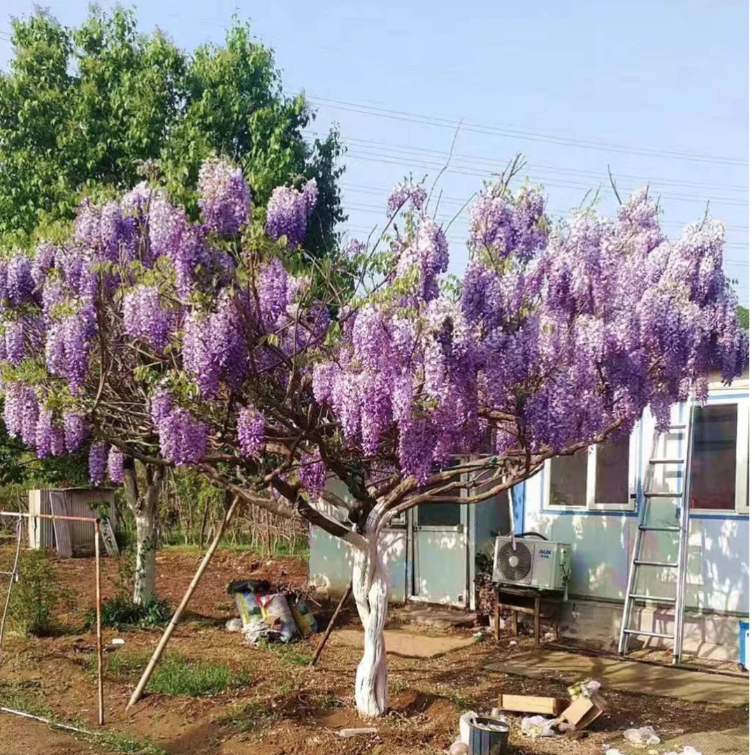 庭院紫藤树苗爬藤植物开花盆栽别墅花卉风景树门前大树玛格丽特