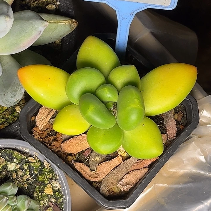 多肉植物芒果奶052