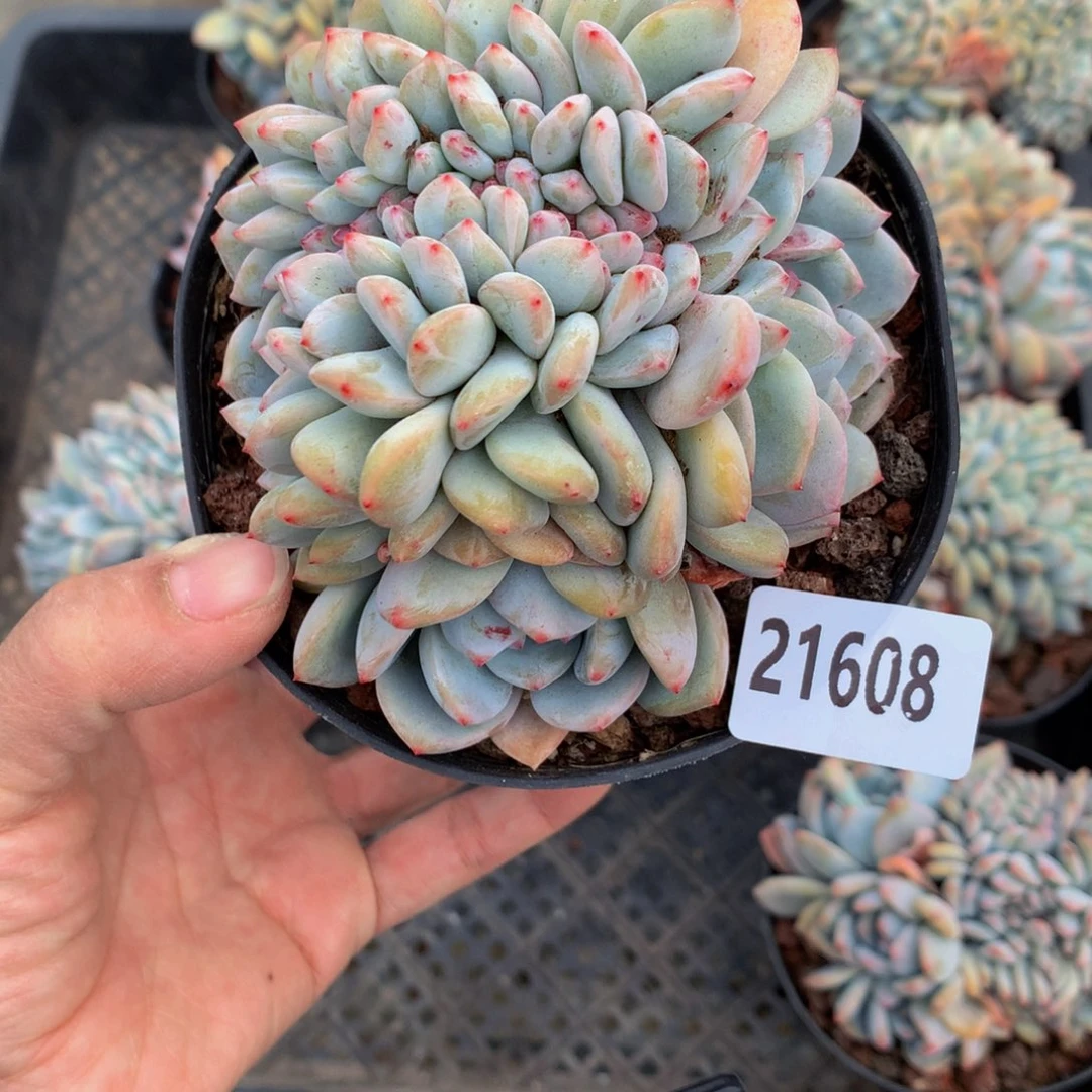 h****221608缀嗯嗯真的超级好看、