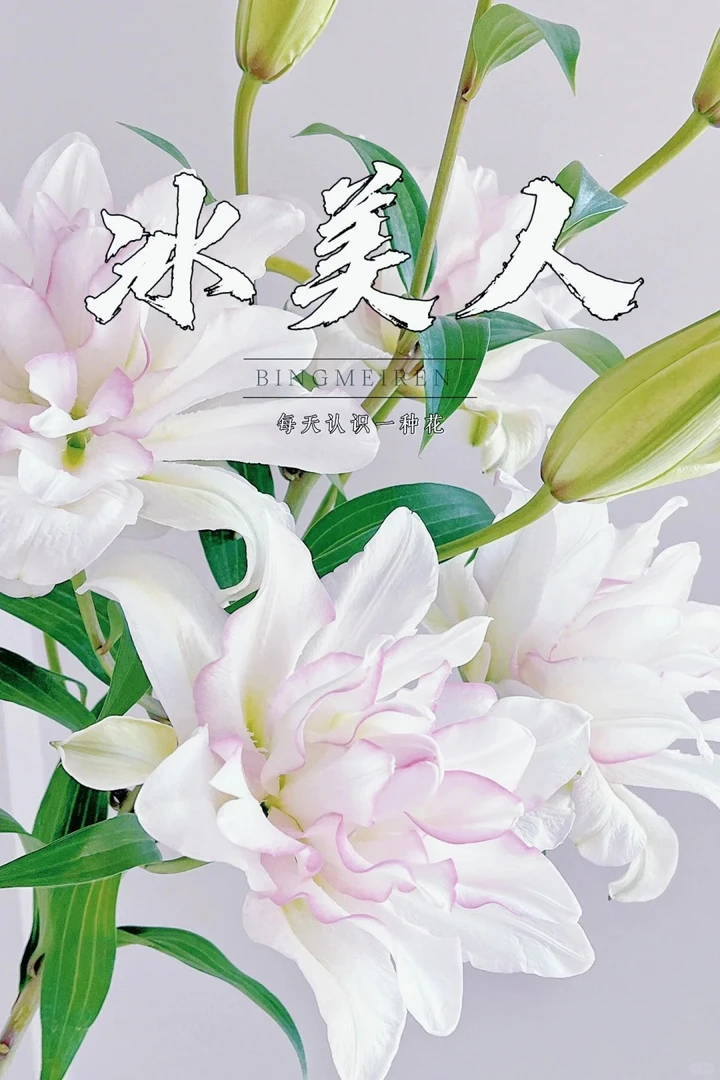 冰美人重瓣百合（同地址2单顺丰冷链）5度以下需拍保温棉冻坏不售后