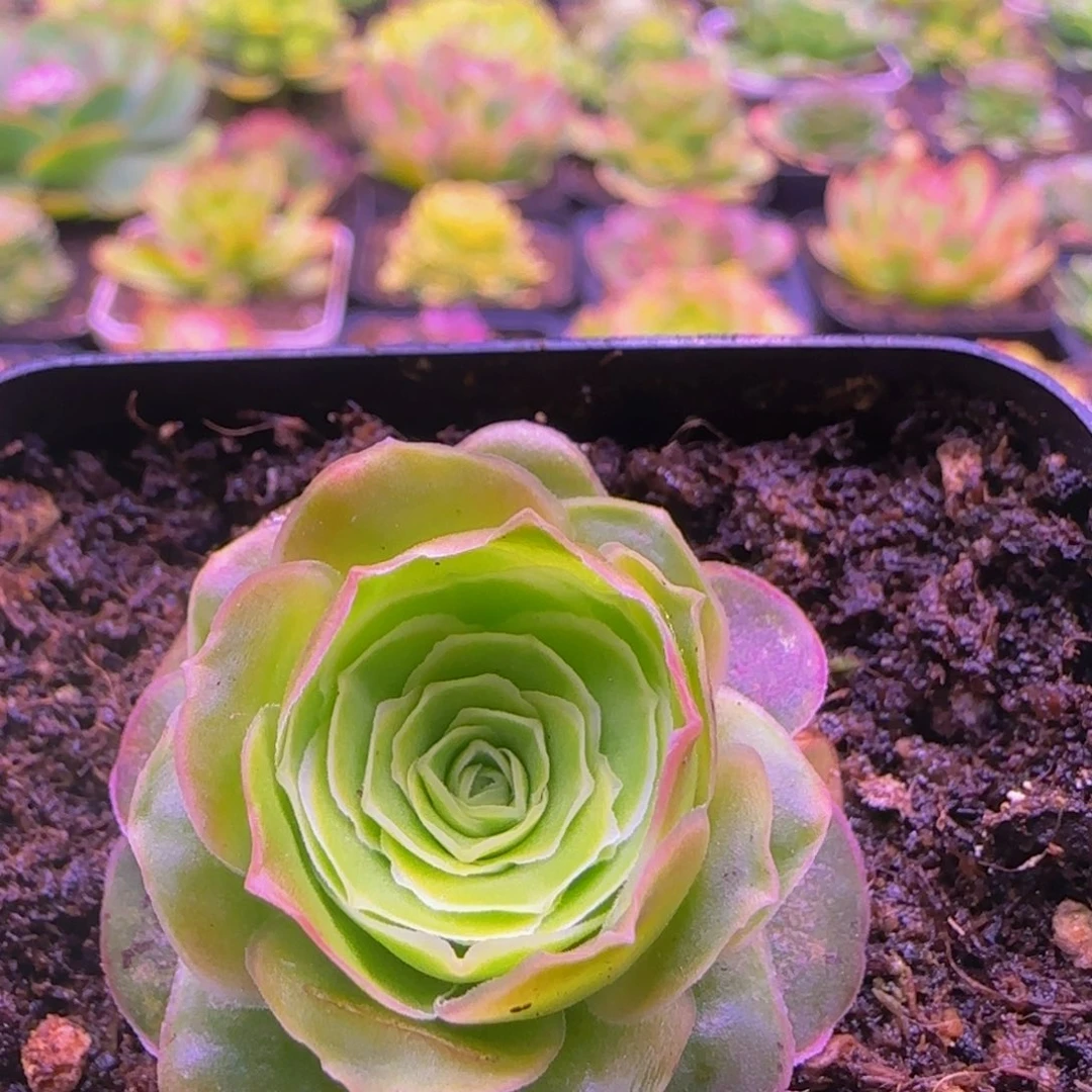 女神节福利13424376767686